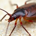 Cockroach Extermination
