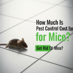 Pest Control for Mice