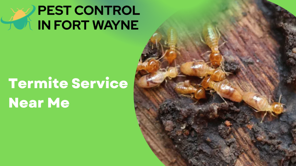 Termite Service Near Me