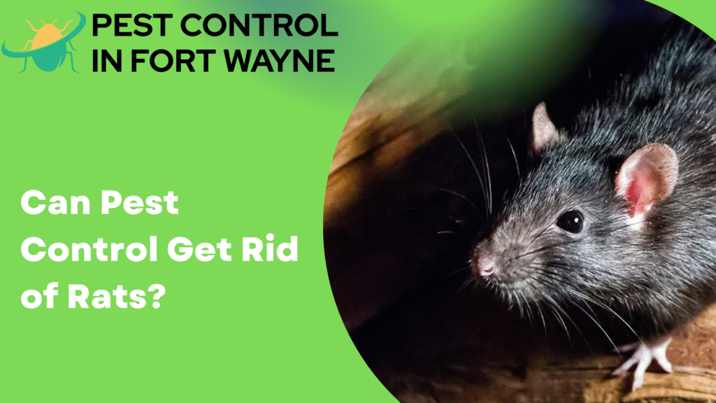 Can Pest Control Get Rid of Rats