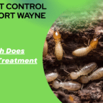 How Much Does Termite Treatment Cost