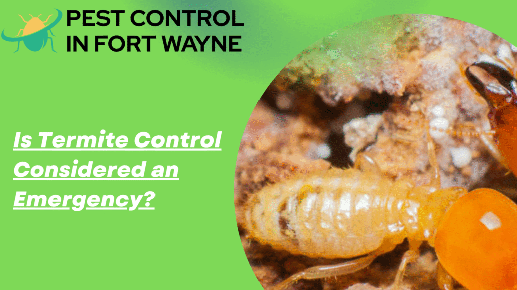Is Termite Control Considered an Emergency