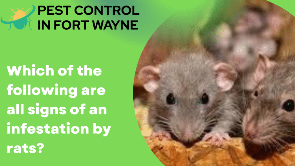 Which of the following are all signs of an infestation by rats
