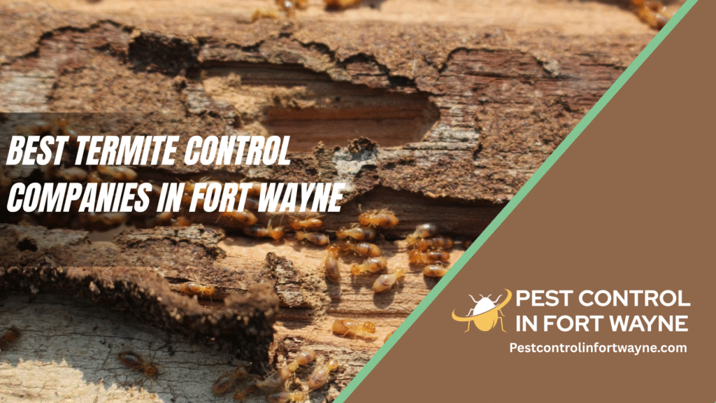 Best Termite Control Companies in Fort Wayne