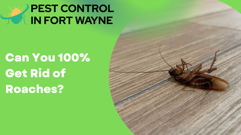 Can You 100% Get Rid of Roaches