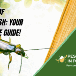 Get Rid of Silverfish Your Ultimate Guide!