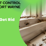 How to Get Rid of Ants