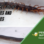 How to Get Rid of Centipedes and Millipedes