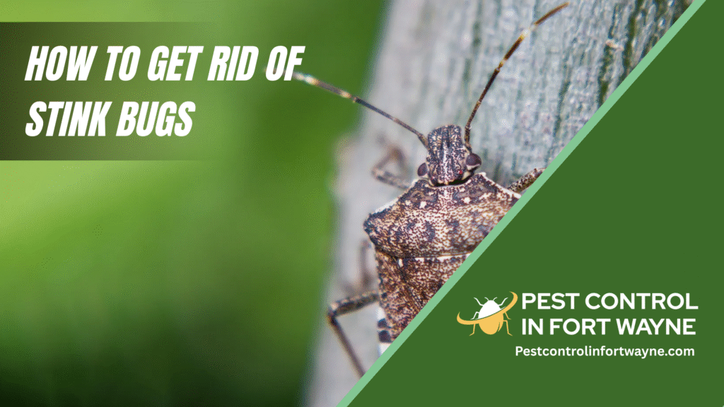 How to get rid of stink bugs