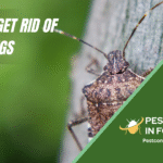 How to get rid of stink bugs