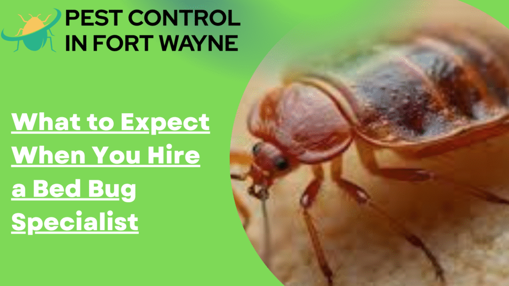 What to Expect When You Hire a Bed Bug Specialist