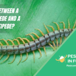 difference between a house centipede and a regular centipede