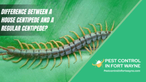 difference between a house centipede and a regular centipede