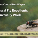 5 Natural Fly Repellents That Actually Work