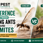 Difference Between Flying Ants And Termites