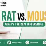 Rat vs. Mouse